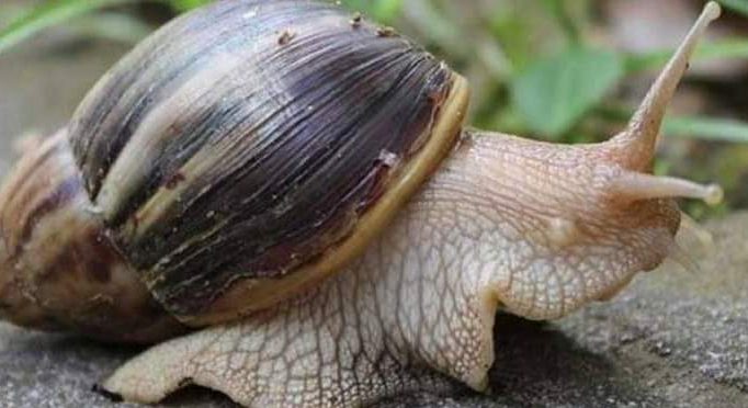 কৃষকের বন্ধু শামুক