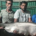 জেলের বড়শিতে প্রায় ১৪ কেজি ওজনের বিশাল চিতল মাছ, সাড়ে ১১ হাজার টাকায় বিক্রি