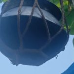 ডুমুর গাছে ঝুলছে পাতিল-রোগ মুক্তির আশায় ছুটছে মানুষ!